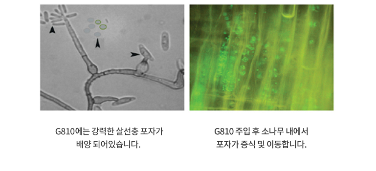 G810의 소나무재선충병 작용 기작